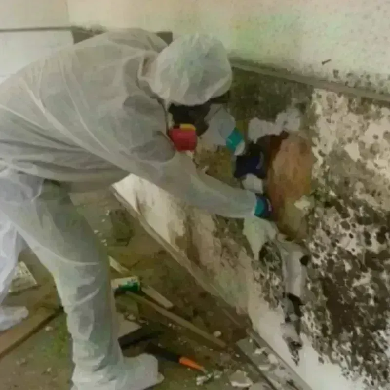 Mold Remediation and Removal in New Baltimore, MI